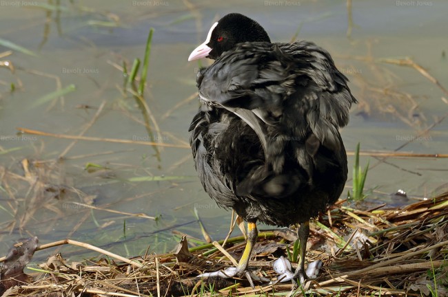 Fulica atra