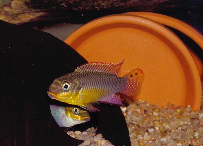 couple lokoundje