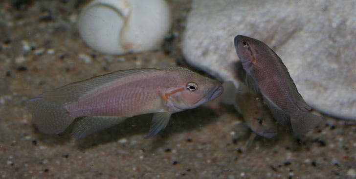 Telmatochromis dhonti