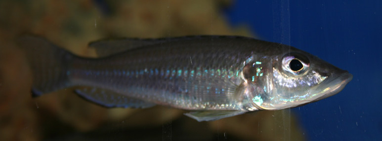 Reganochromis calliurus