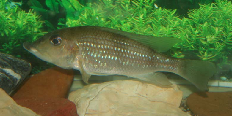 Gnathochromis permaxilaris