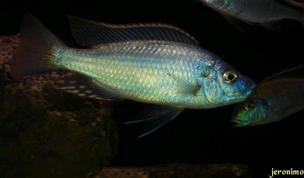 Caprichromis Orthognathus 03.jpg