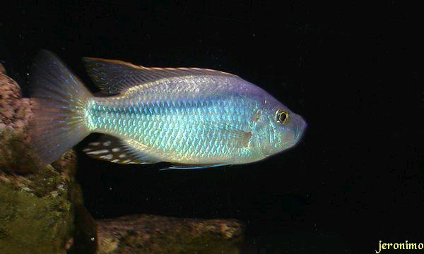Caprichromis Orthognathus.jpg