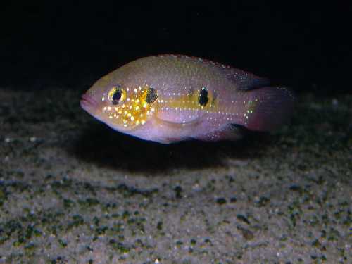 Hemichromis cf. cristatus mâle