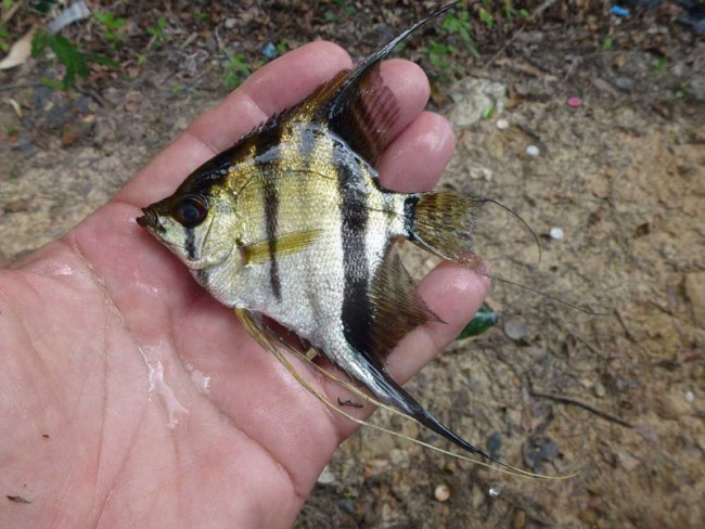 Pterophyllum sp. Zanderij Suriname