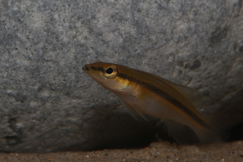 Crenicichla ternetzi