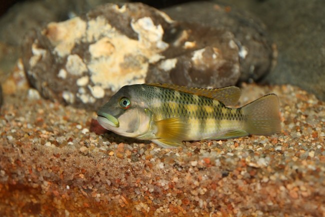 Orthochromis stormsi 2.jpg