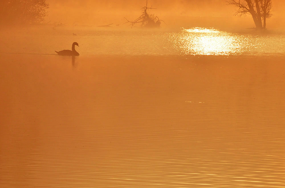 Cygne au lever.