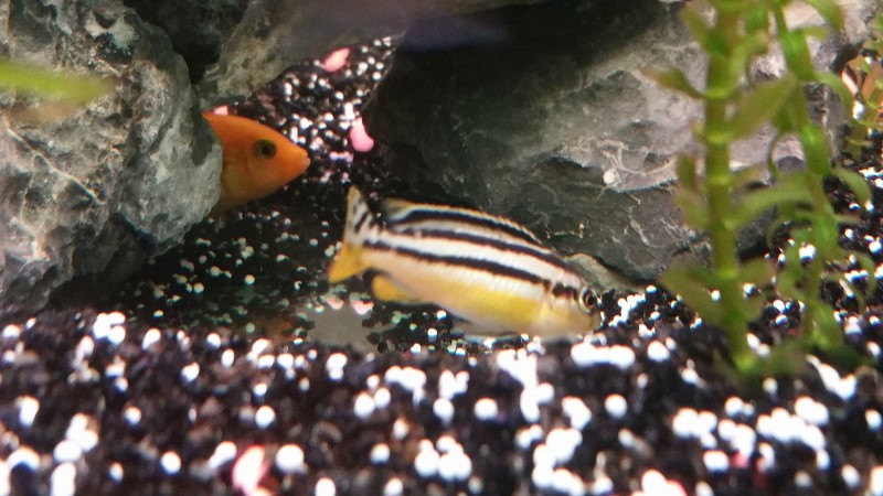 Melanochromis auratus femelle à priori
