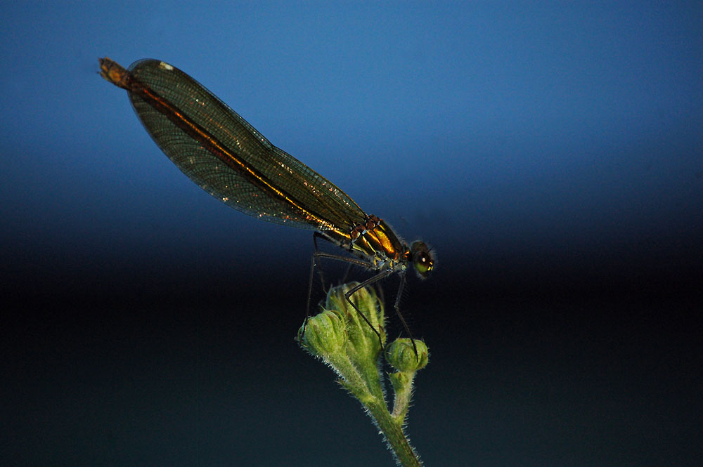 Calopteryx splendens