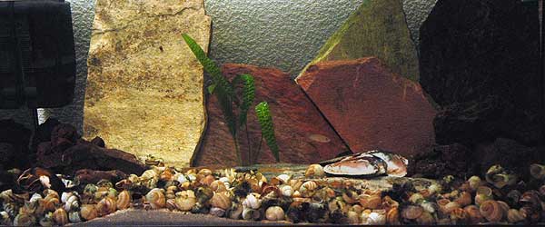 bac-multifasciatus-2.jpg