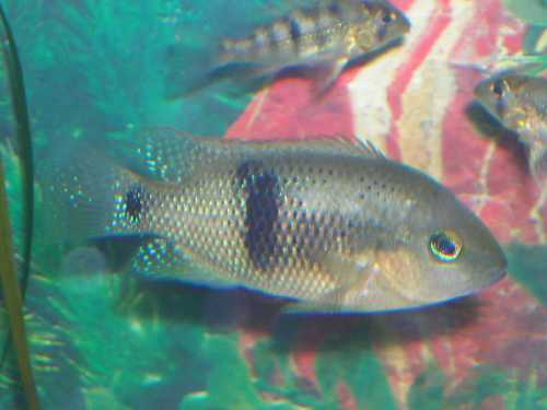 C.intermedium.jpg