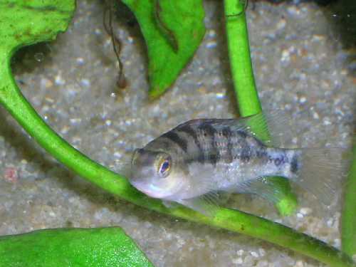 T.lentiginosum cf.jpg
