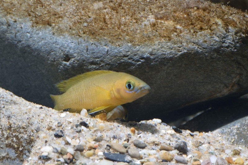 Neolamprologus leleupi &quot;Bulu point&quot;