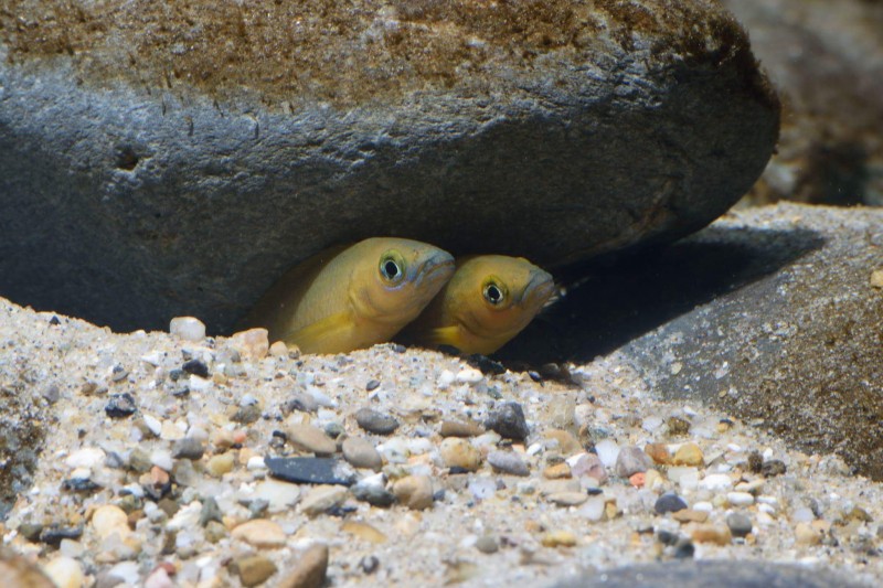 Neolamprologus leleupi "Bulu point"