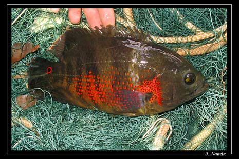 Astronotus cf. ocellatus "marais de Kaw" mâle