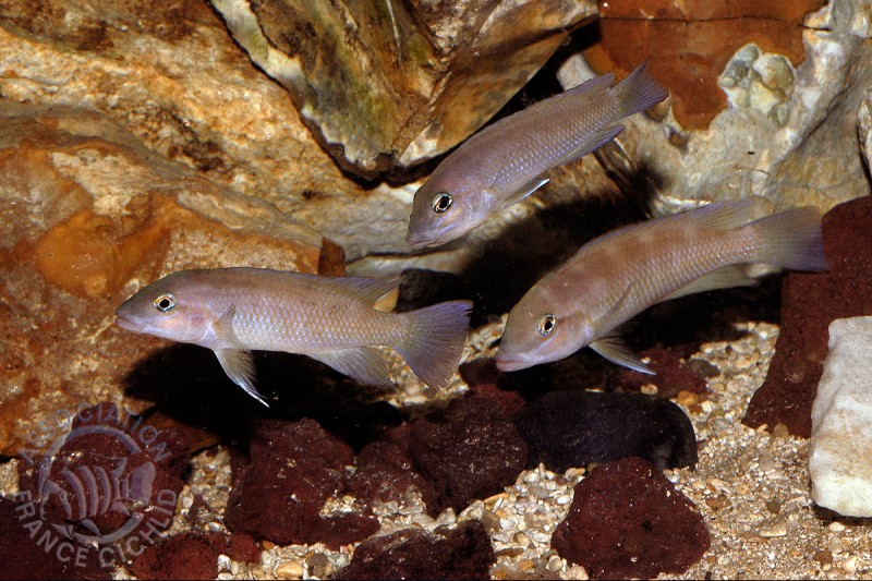 neolamprologus-mondabu-afc.jpg