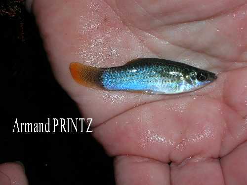 Poecilia mexicana cf.jpg
