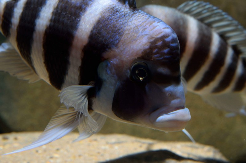 Cyphotilapia gibberosa "Kipili"