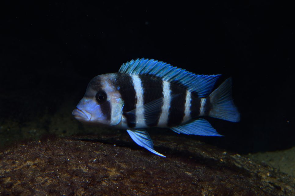 Cyphotilapia gibberosa "Kipili"