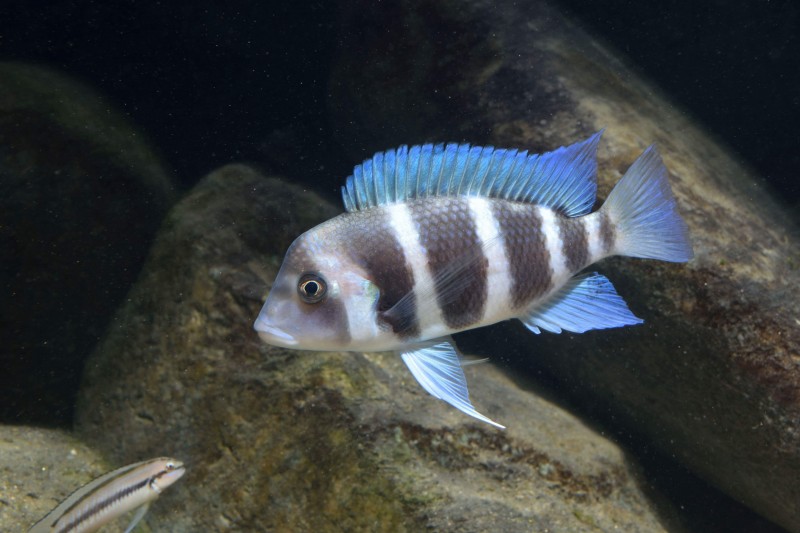 Cyphotilapia gibberosa "Kipili" (Femelle)