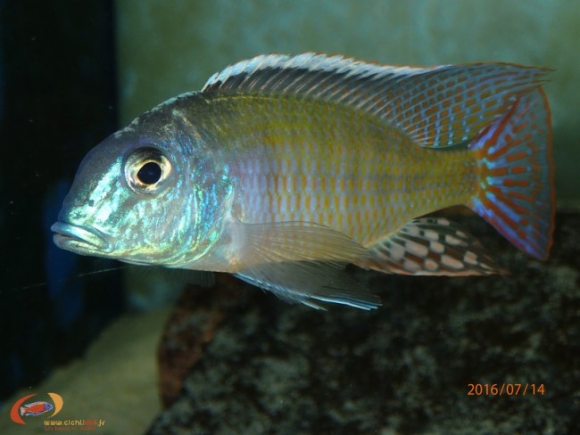 Lethrinops albus Kande Island