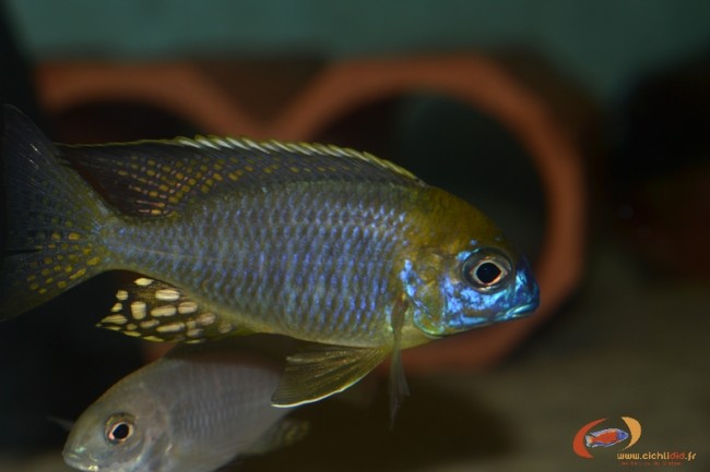 Lethrinops sp. 'yellow collar' Masimbwe