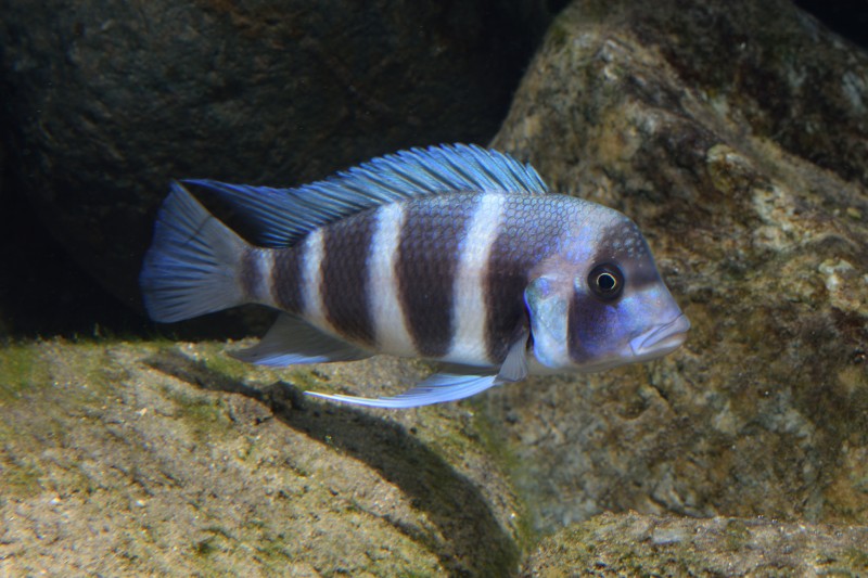 Cyphotilapia gibberosa "Kipili"