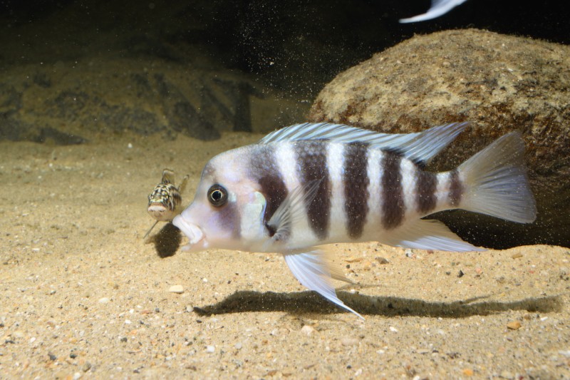 Cyphotilapia gibberosa "Kipili"