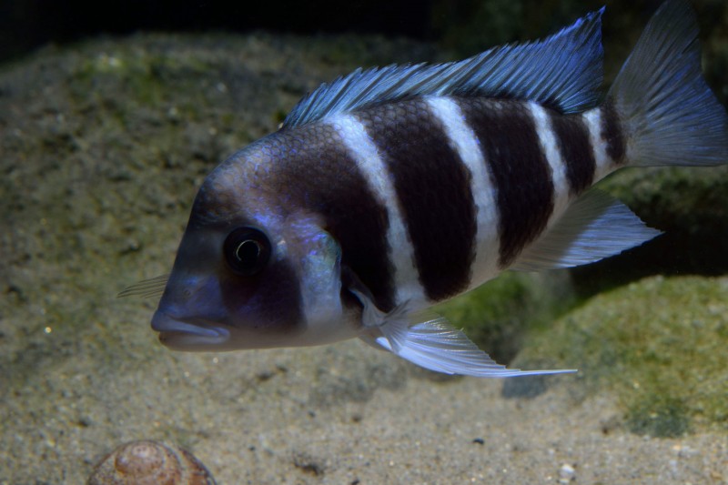Cyphotilapia gibberosa "Kipili"