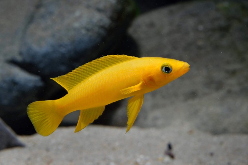 Neolamprologus leleupi "Bulu point"