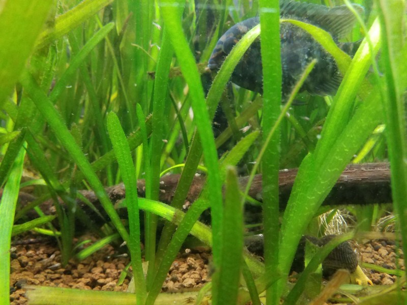 Krobia xinguensis de plus près !