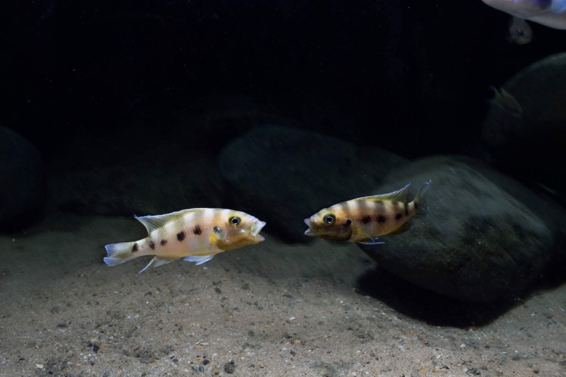 Neolamprologus sexfasciatus gold "Kipili"