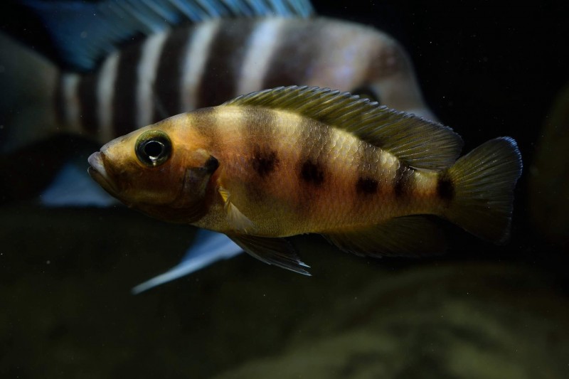 Neolamprologus sexfasciatus gold "Kipili"