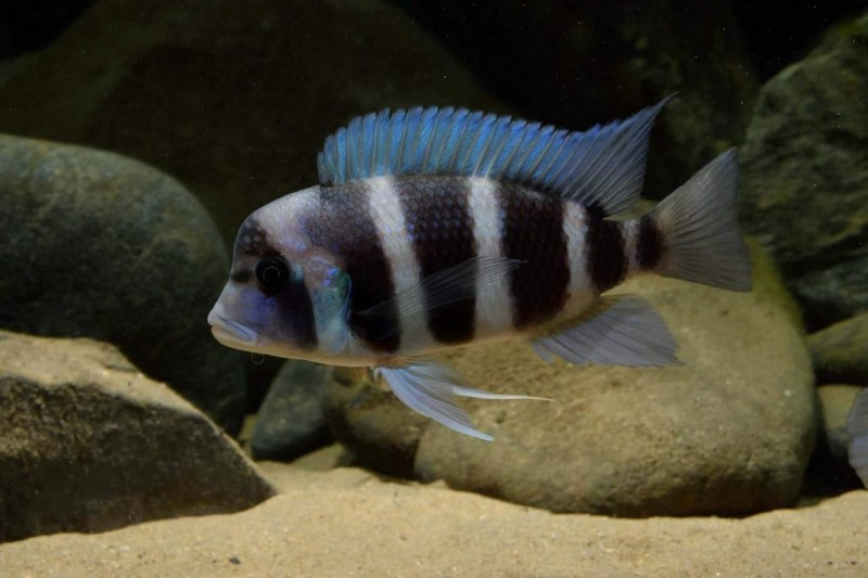 Cyphotilapia gibberosa "Kipili"