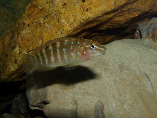 Tanganicodus12.jpg