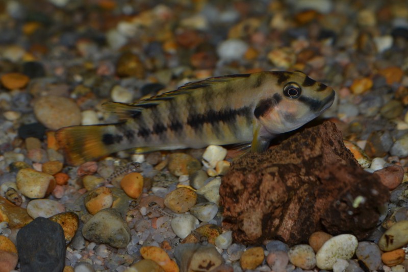 DSC_0933.JPG