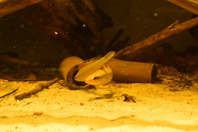 DSC_0037_01.JPG