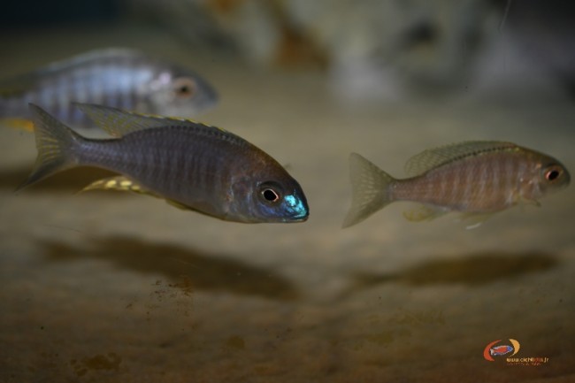 Lethrinops sp. 'nyassae' Kande Island