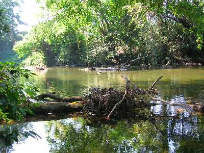 biotope des Thorichthys