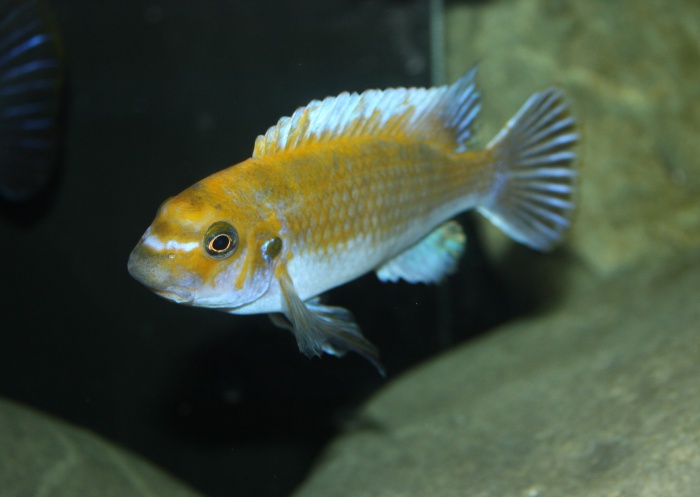 Labeotropheus trewavasae Chitande Island (Mâle).jpeg