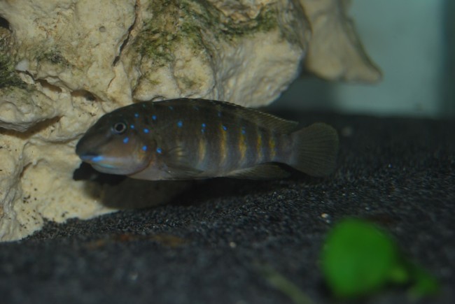 DSC_0014.JPG
