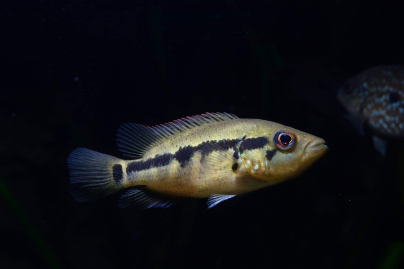 Parachromis dovi