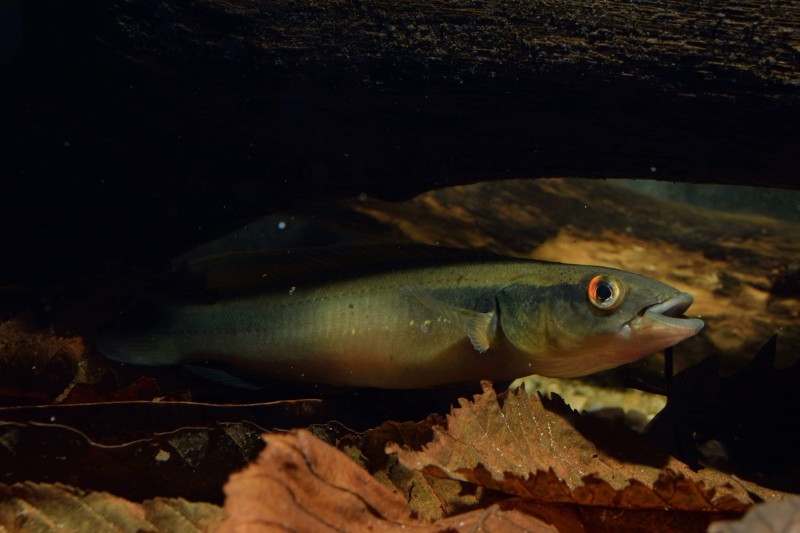Crenicichla johanna "Rio nanay"