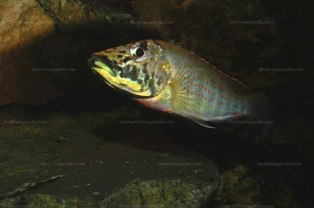 ctenochromis-horei-c.1.jpg