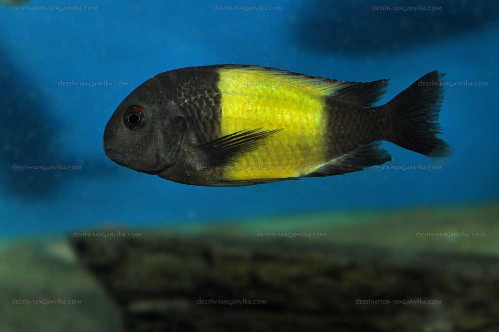 tropheus-sp-ikola-ab-c.1.jpg