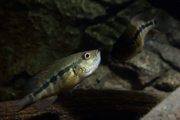 Parachromis dovii