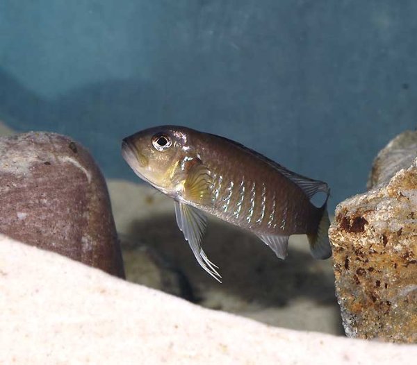 triglachromis-otostigma-a.jpg