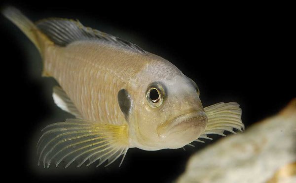 triglachromis-otostigma-c.jpg