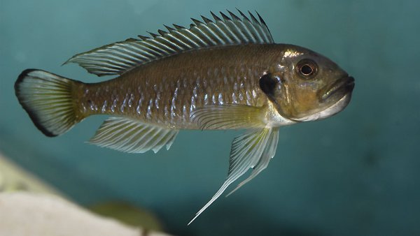 triglachromis-incubation.jpg